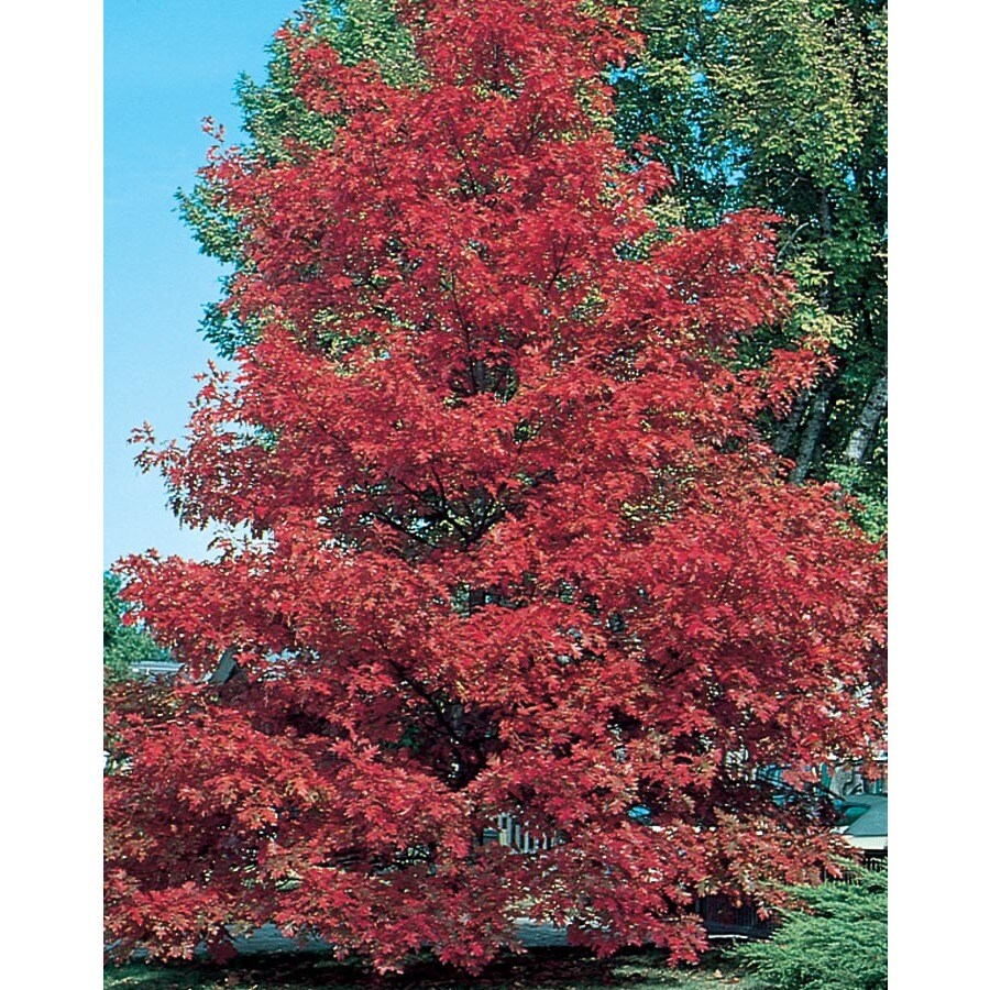 7.28Gallon Red Oak Shade Tree in Pot (L7669) in the Trees