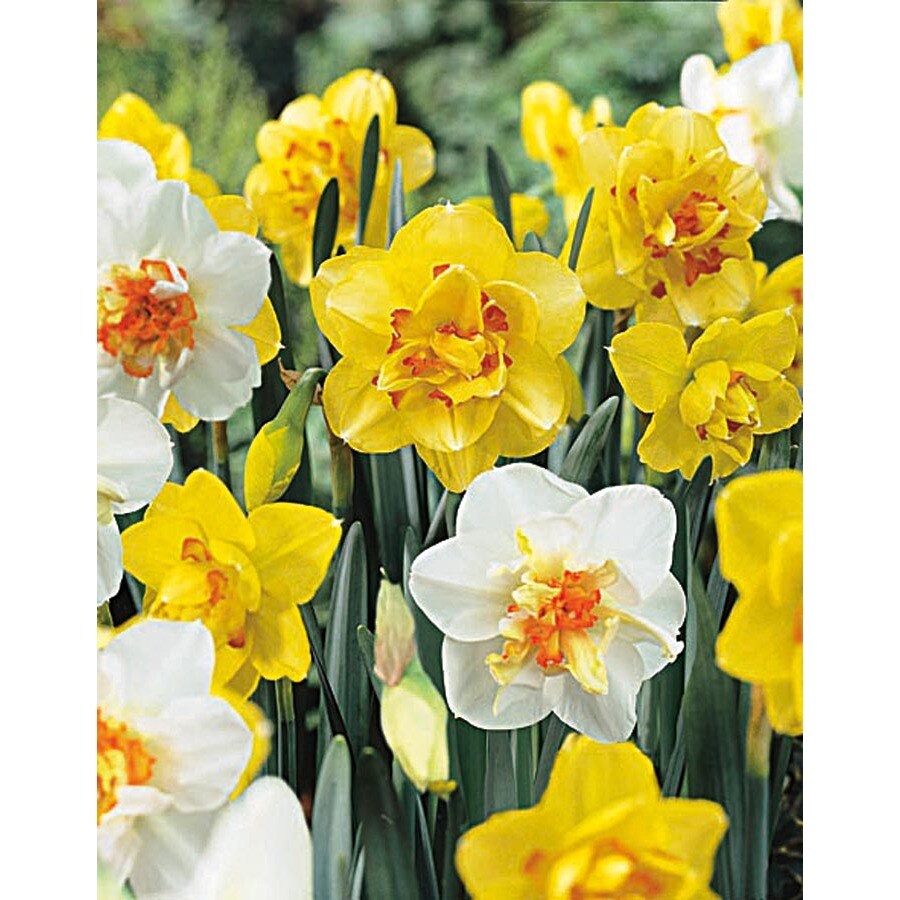 Garden State Bulb Double Two Tone Blend Daffodil Bulbs (Lb421B) at