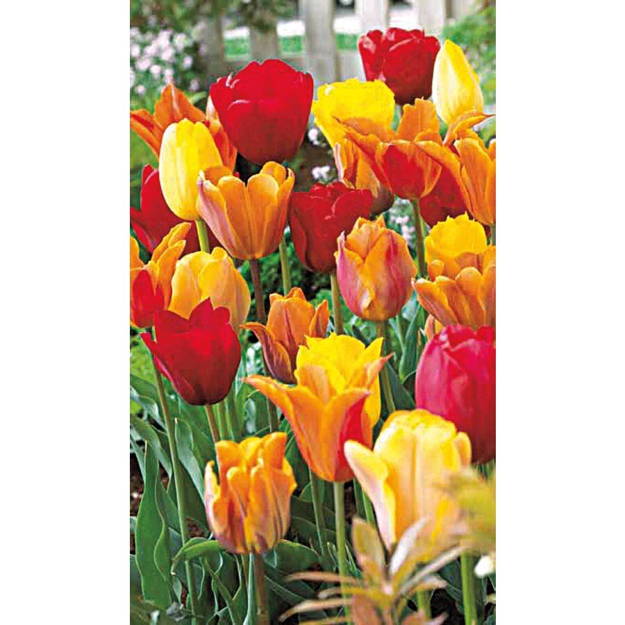 Garden State Bulb Sunset Blend Tulip Bulbs (Lb21894) at