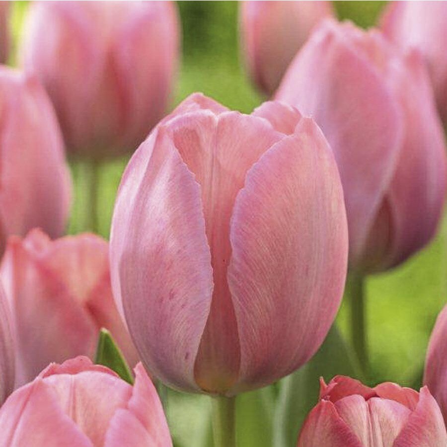 Garden State Bulb 10Pack Mystic van Eijk Tulip Bulbs (L26512) at