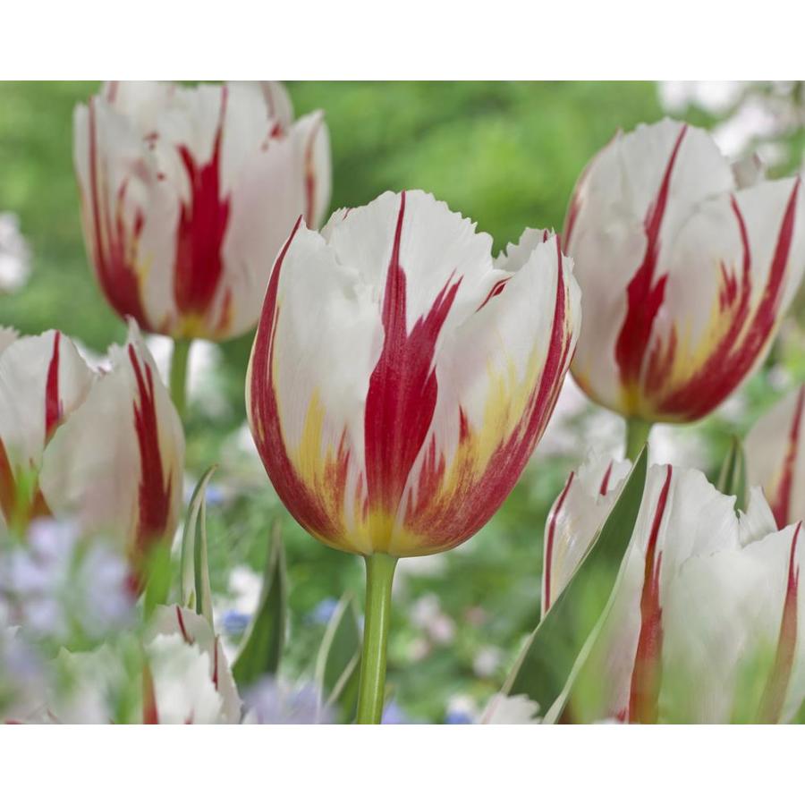Garden State Bulb 10Pack Happy Generation Tulip Bulbs (LB403) at