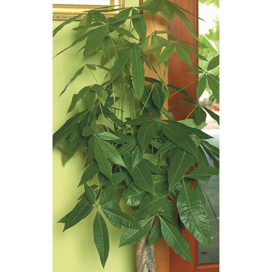 1.25Quart Pachira Money Tree (L20962HP) at