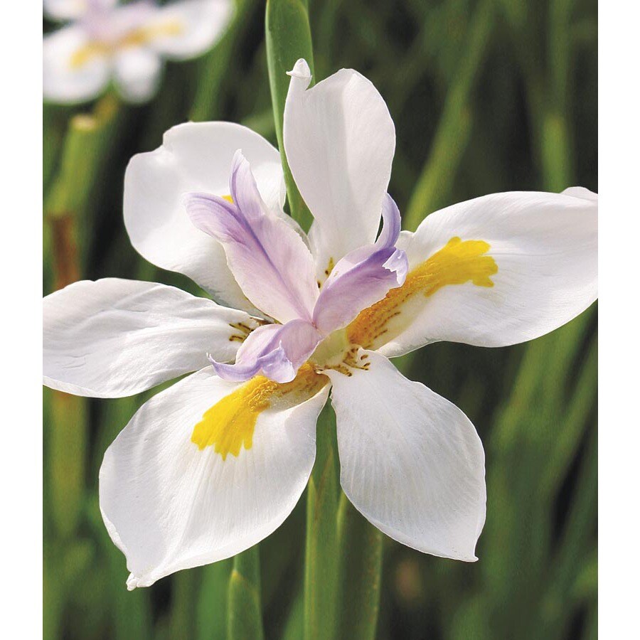 1Gallon African Iris (L3155) at