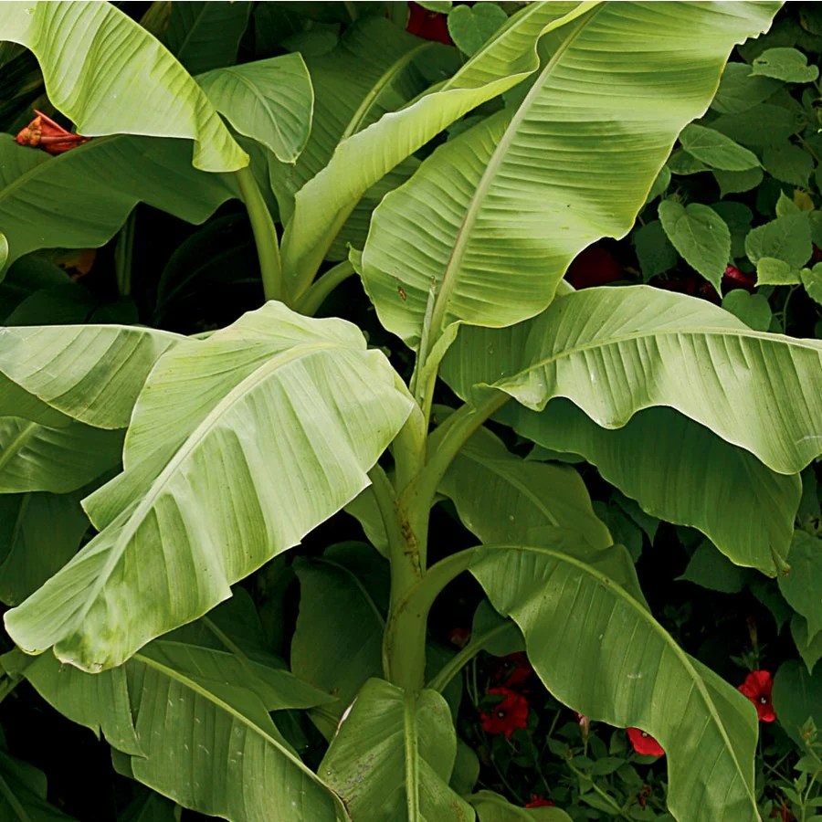 1Quart in Pot Hardy Banana (Lw02540) at