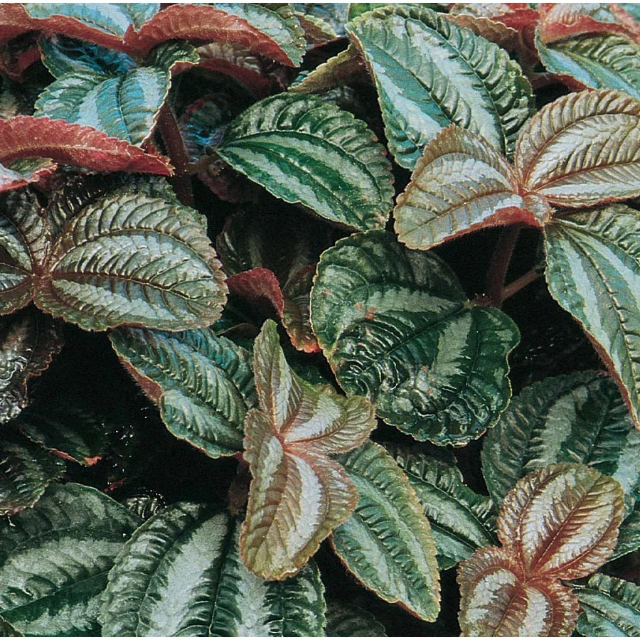 Friendship Plant (L9923hp) at