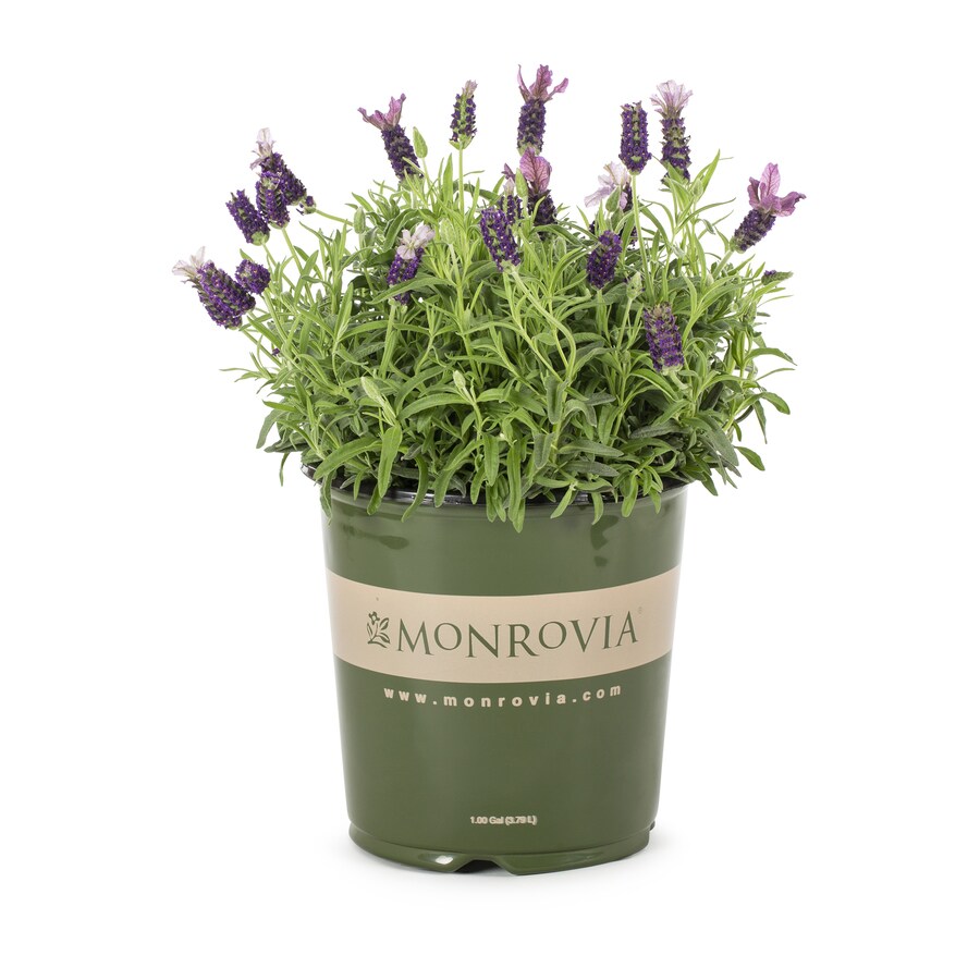 Monrovia 1Gallon Potted English Lavender (L6071) at