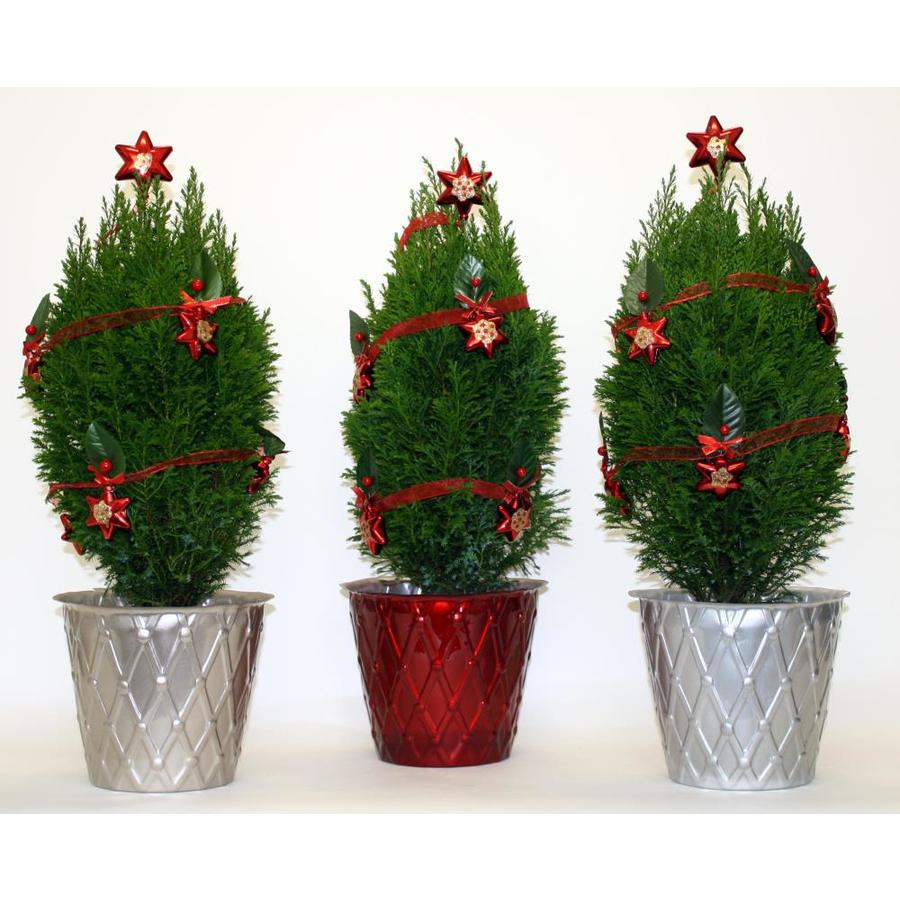 1.25Quart Green European cypress Accent Shrub in Pot at