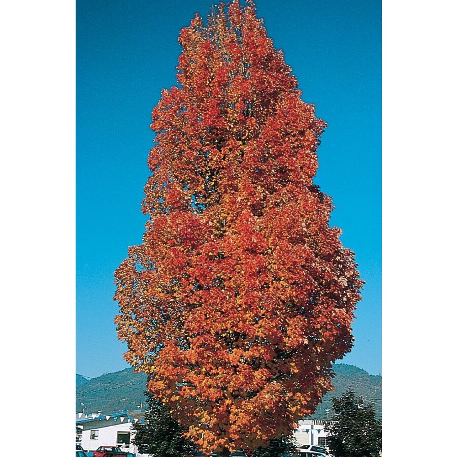 5.98Gallon Armstrong Red Maple Shade Tree (Lw03548) at