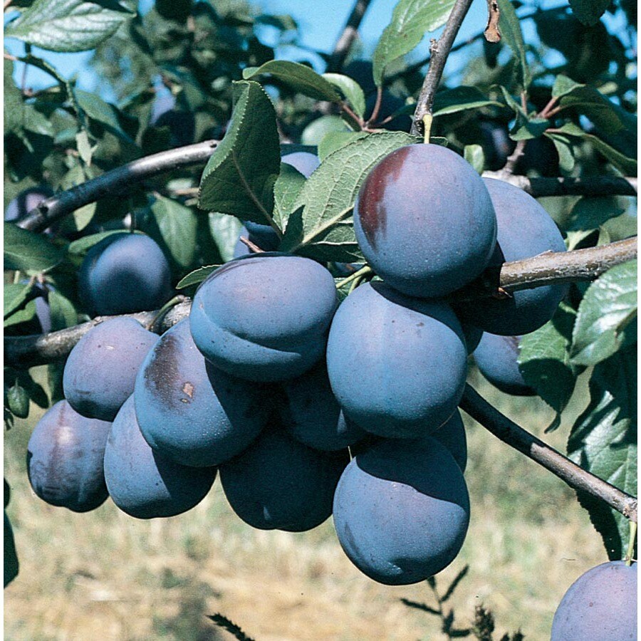 Prunus Salicina 'Brooks' Tree (Lft026) at