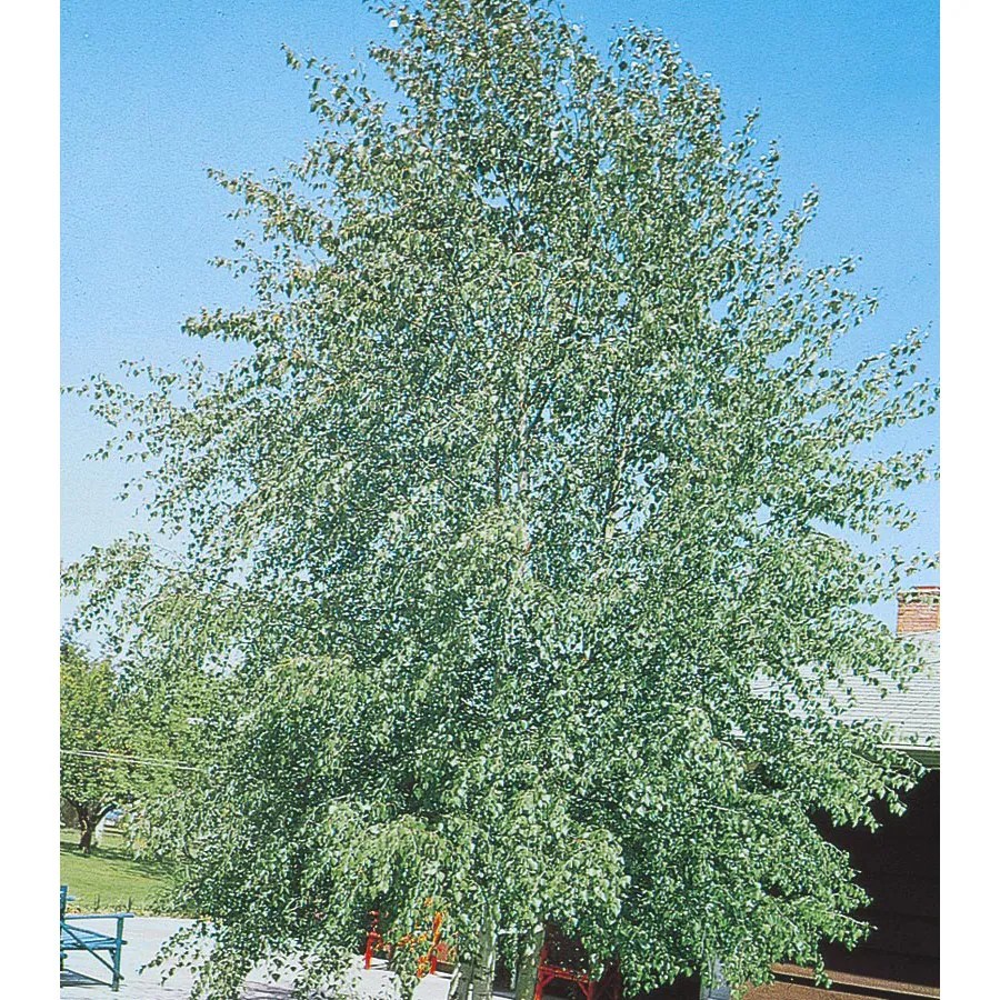 Shop 3.25Gallon European White Birch Clump Feature Tree (L3178) at