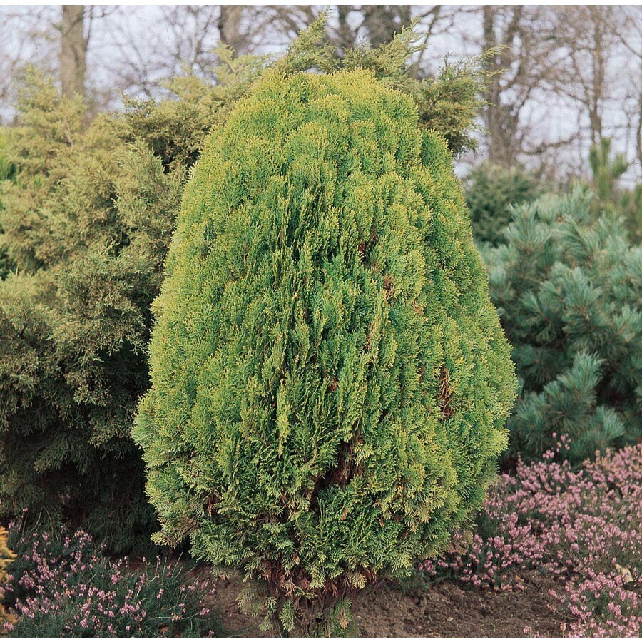 Arborvitae Feature Shrub in Pot (With Soil) (L6753) at