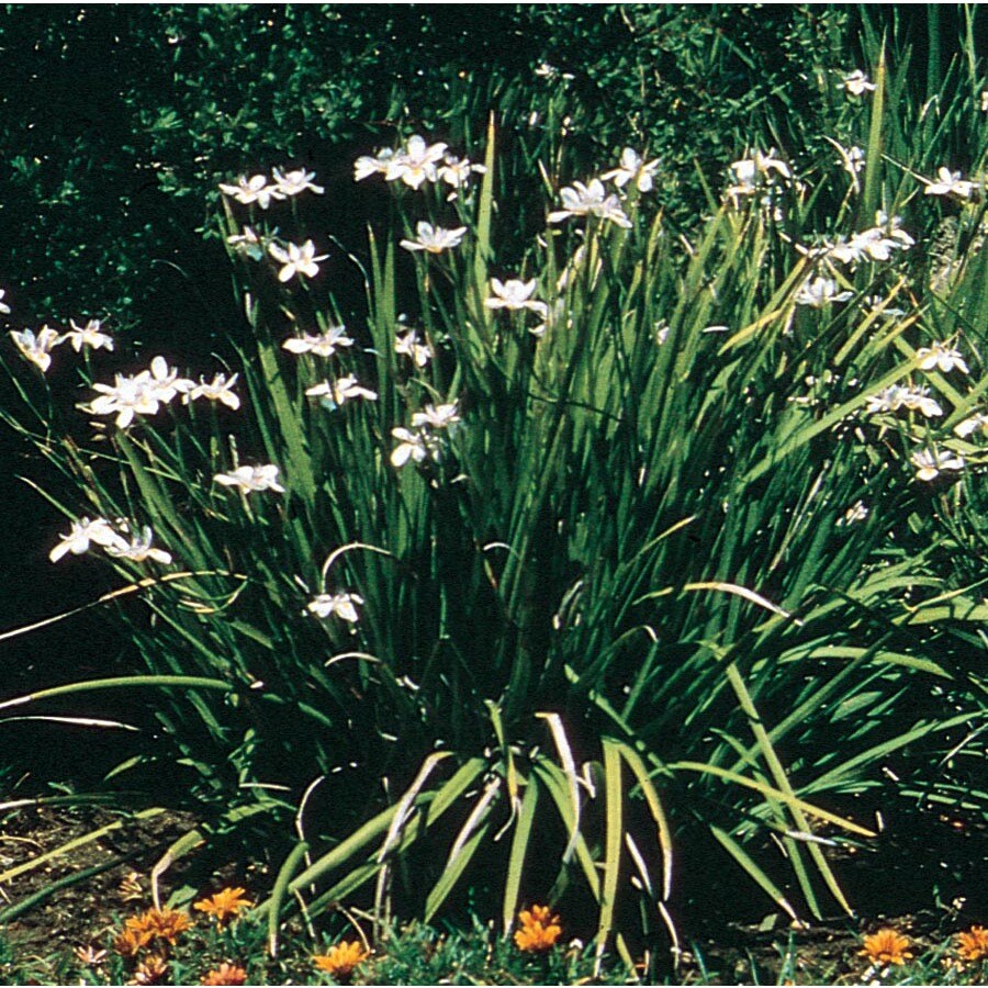 Shop 2.5Quart Container Orange Drops Fortnight Lily (L25992) at