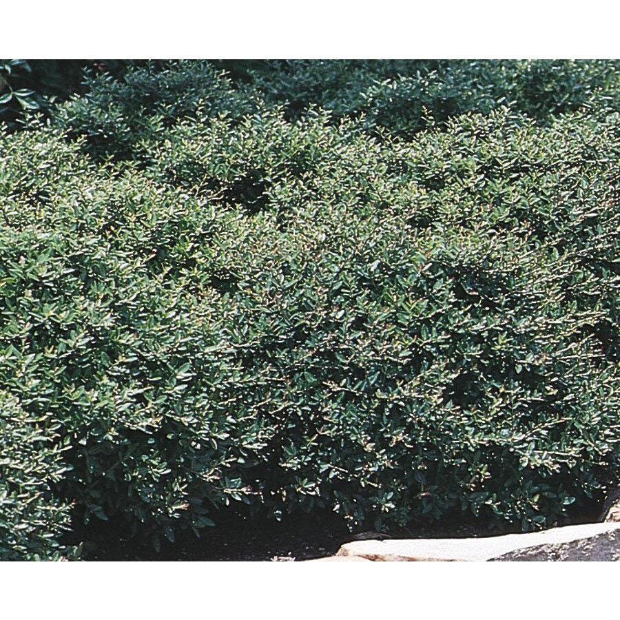 Stokes Dwarf Yaupon Holly Foundation/Hedge Shrub in Pot (With Soil