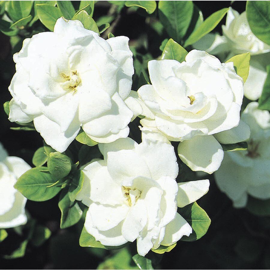 White Veitchii Gardenia Flowering Shrub in Pot (With Soil) (L10719) at