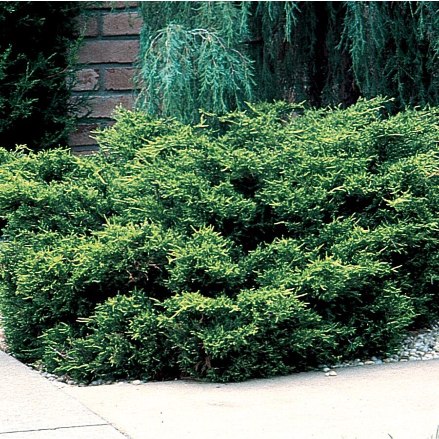 Old Gold Juniper Accent Shrub in Pot (With Soil) (L10110) at