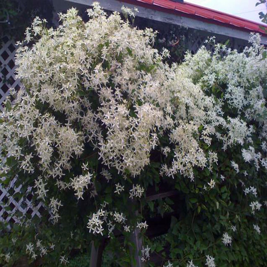 White Sweet Autumn Clematis at
