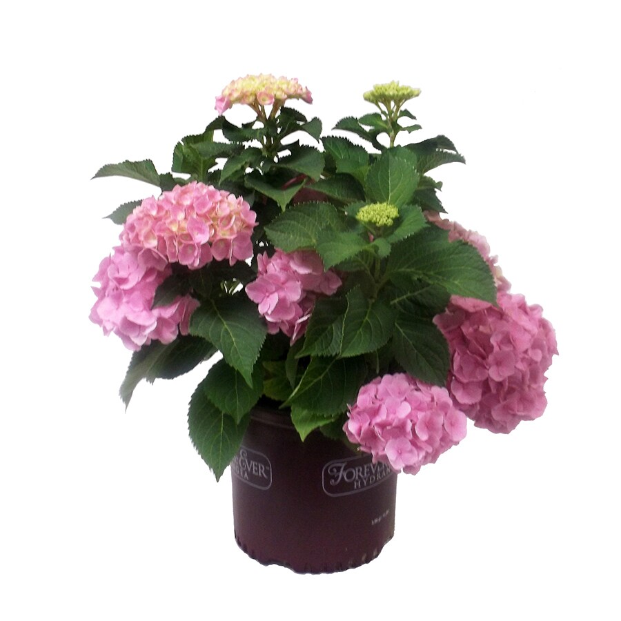 Mixed Hydrangea Flowering Shrub in Pot (With Soil) at