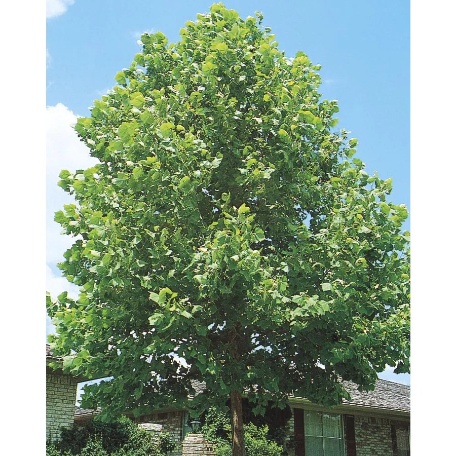 24.5Gallon Yellow Sycamore Shade Tree in Pot (With Soil