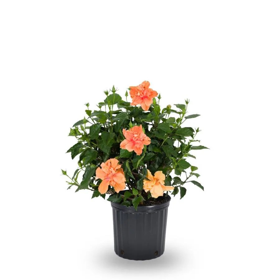 2Gallon Multicolor Hibiscus Flowering Shrub in Pot