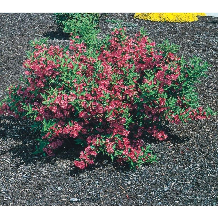 2.87Quart Pink Weigela Flowering Shrub in Pot (L1019) at