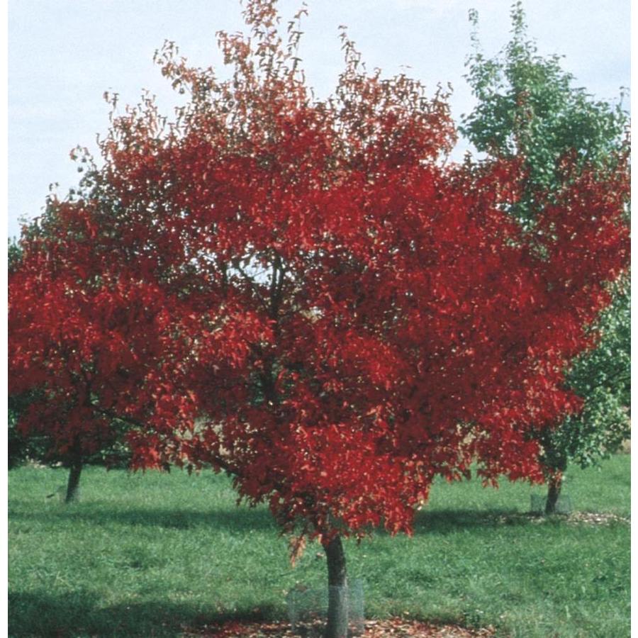 Shop 3.58Gallon Amur Maple Shade Tree (L7792) at