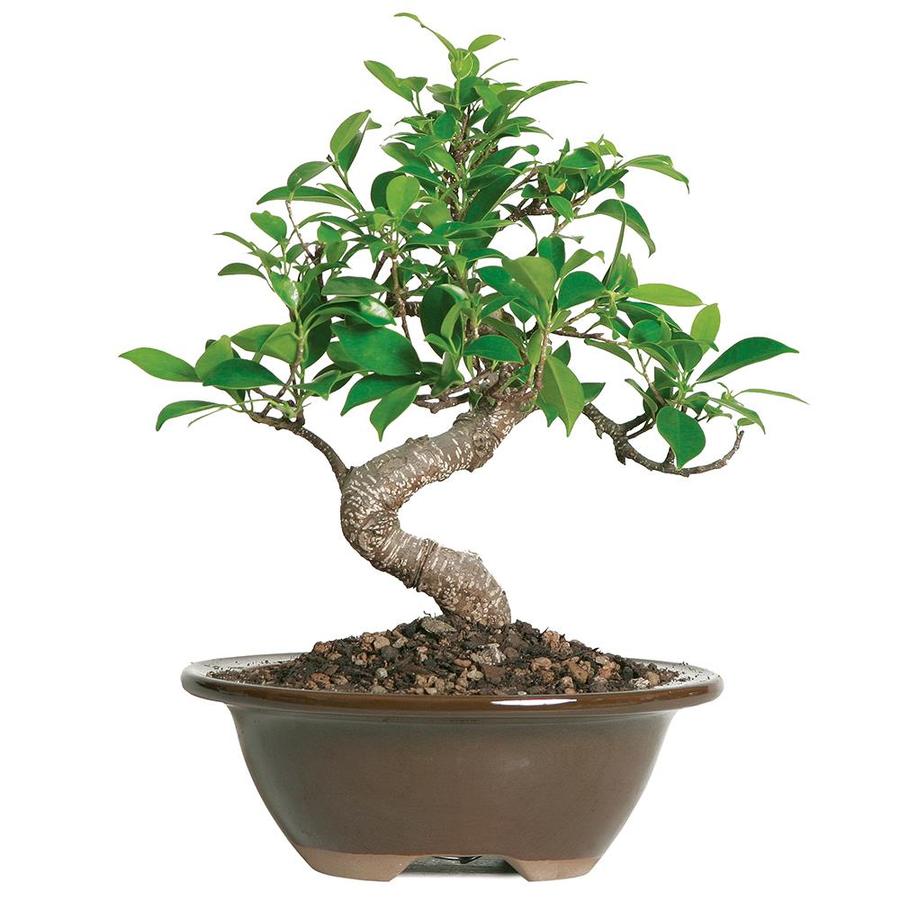 Brussel's Bonsai 6inch Golden Gate Ficus in Clay Planter (CT2005GGF