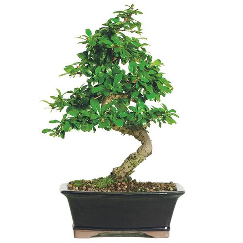 Brussel's Bonsai 8in White Fukien Tea in Clay Planter (Ct0116ft) in