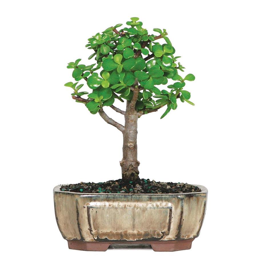 Brussel's Bonsai 6inch Dwarf Jade in Clay Pot (DT9016DJ) at