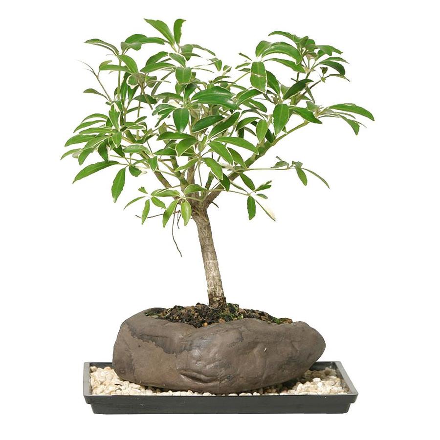 Brussel's Bonsai 6inch Dwarf Hawaiian Umbrella Tree in Clay Rock