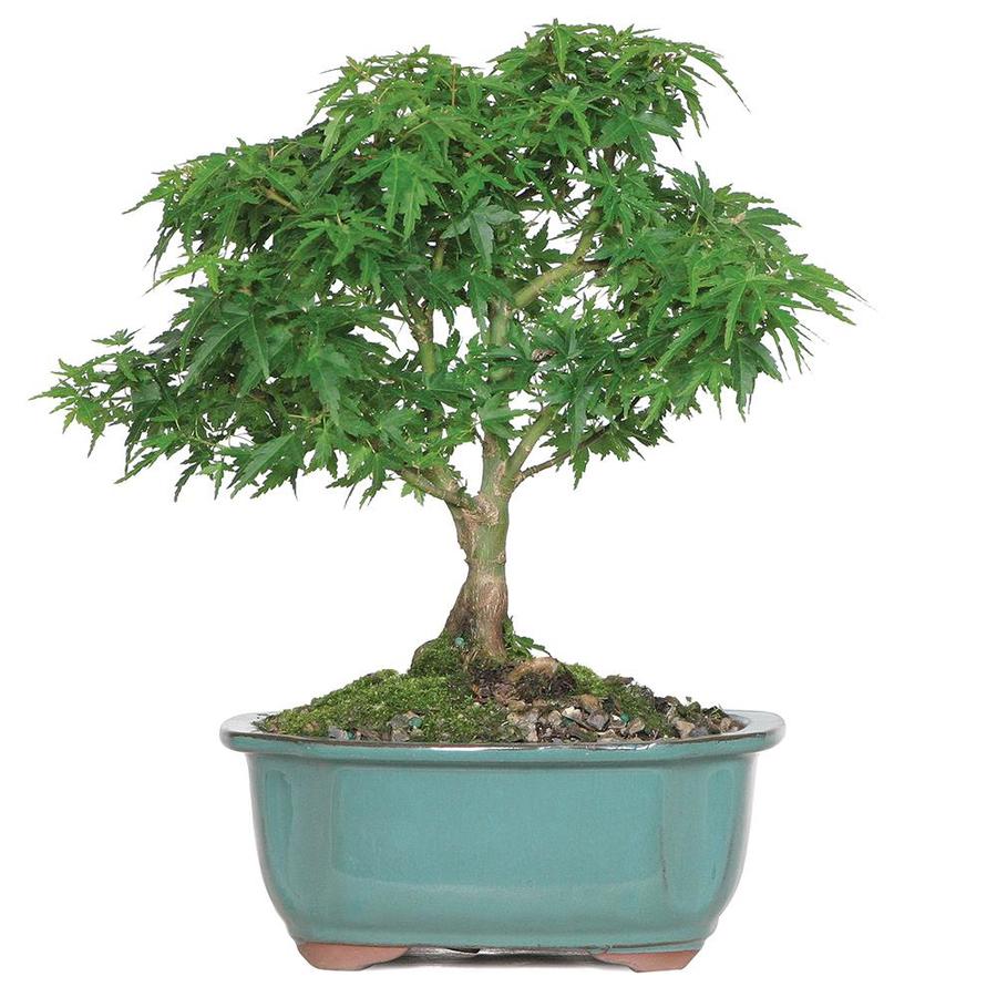 Best Bonsai Planters For Sale References