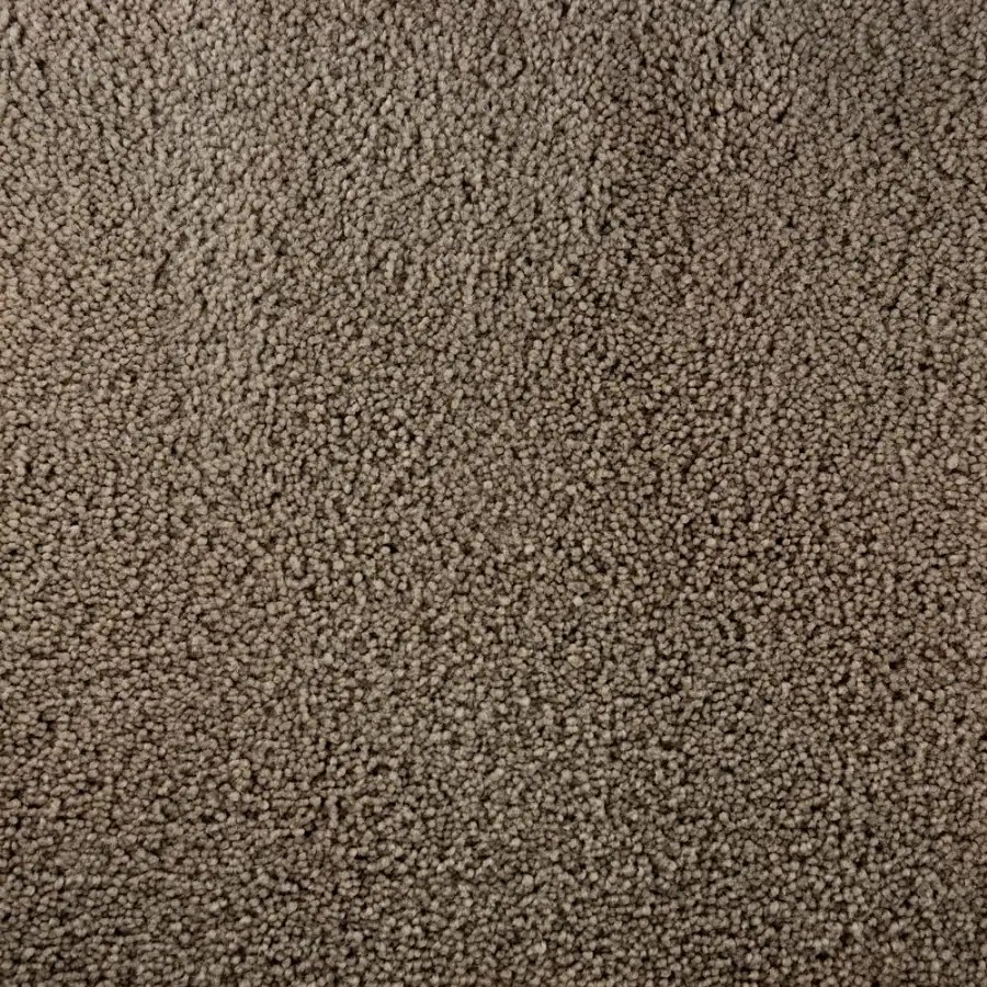 Shop STAINMASTER Active Family Bellaire Bay Tan/Brown Saxony Indoor