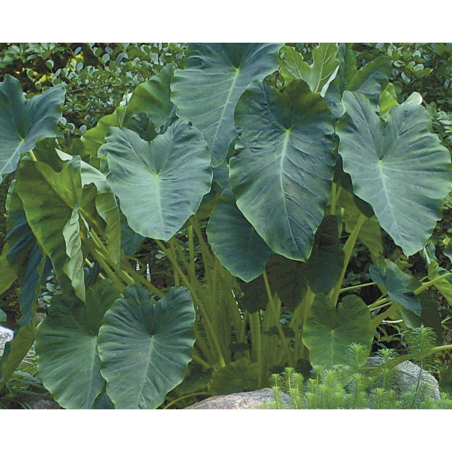 In Mammoth Elephant Ear (Lb21615) at