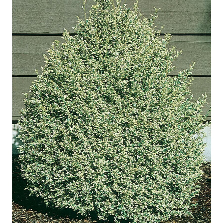 5Gallon Variegated Boxwood Foundation/Hedge Shrub in Pot (L10824) at