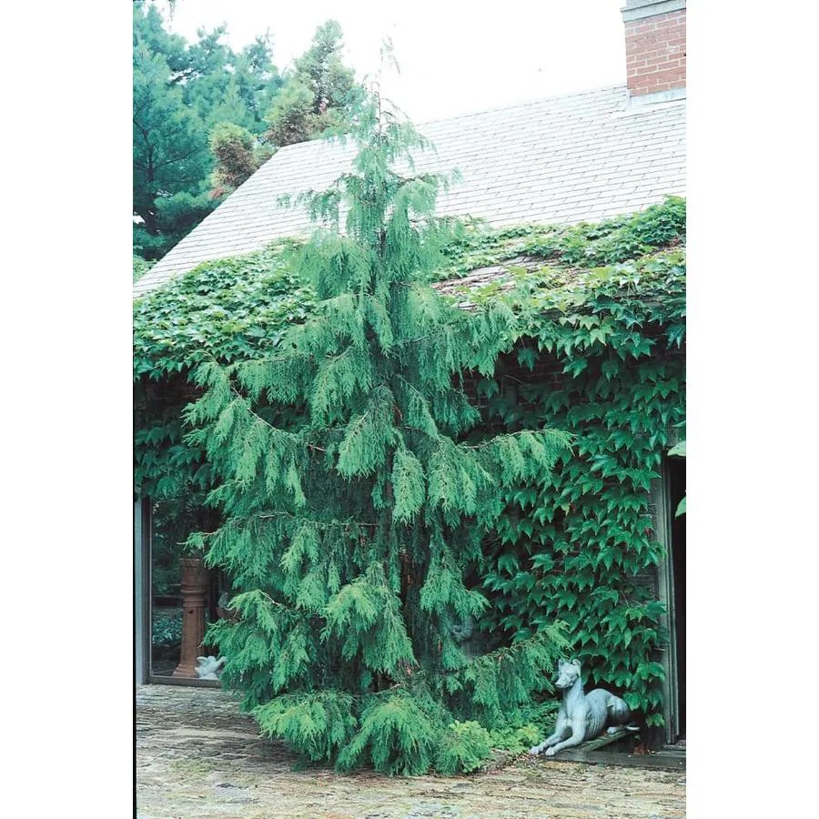 Shop 9.64Gallon Weeping Alaskan Cedar Feature Tree (L14172) at