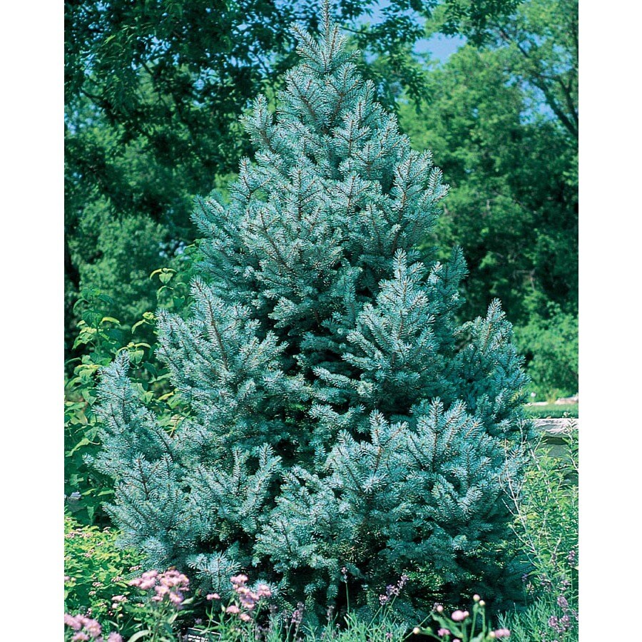 Shop 5Gallon Fat Albert Spruce Feature Tree (L4805) at