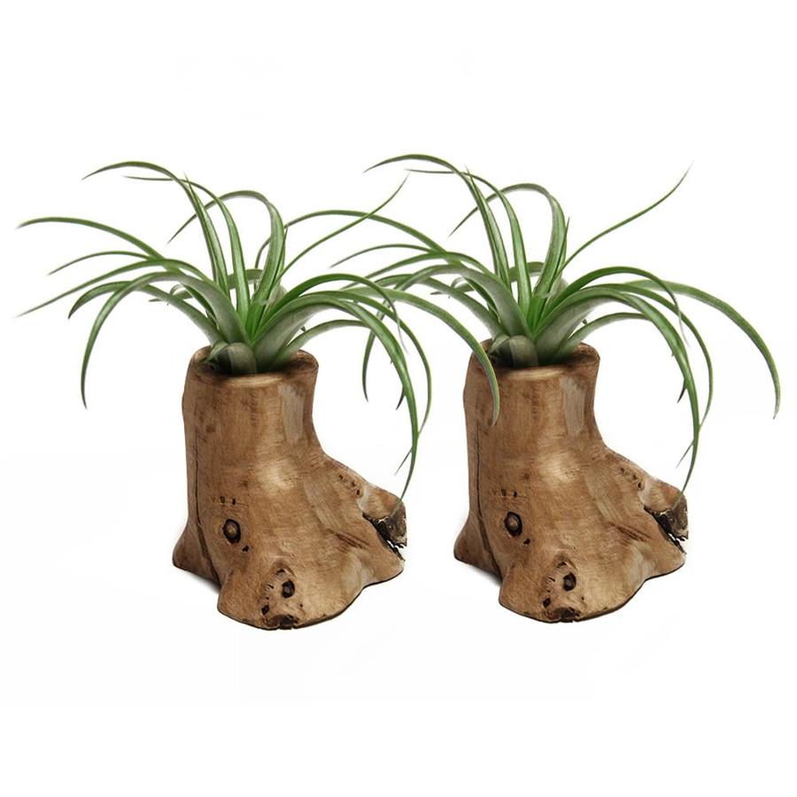 LiveTrends 2Pack Air Plant (mixed) in Teak in Planter (L21596) at