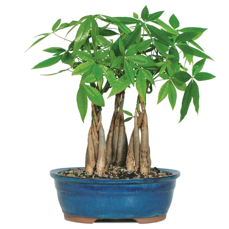 Brussel's Bonsai 10inch Money Tree Grove in Clay Planter