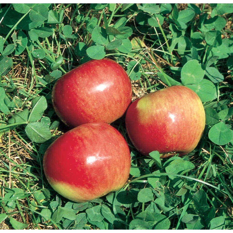 Shop 3.25Gallon State Fair SemiDwarf Apple Tree (L5968) at