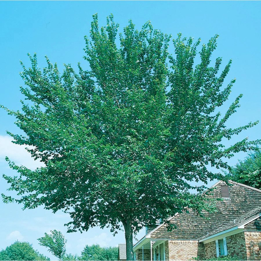 3Gallon Green American Elm Shade Tree in Pot (With Soil) (L10394) at