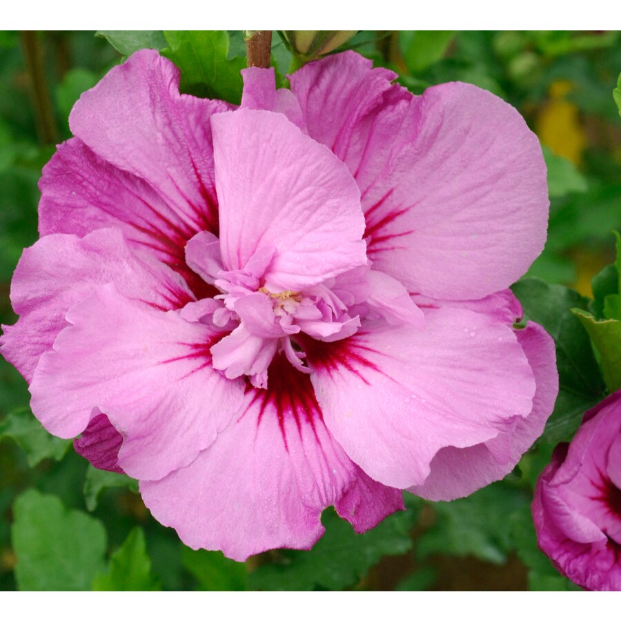 2Gallon Pink First Editions Tahiti Hibiscus Flowering