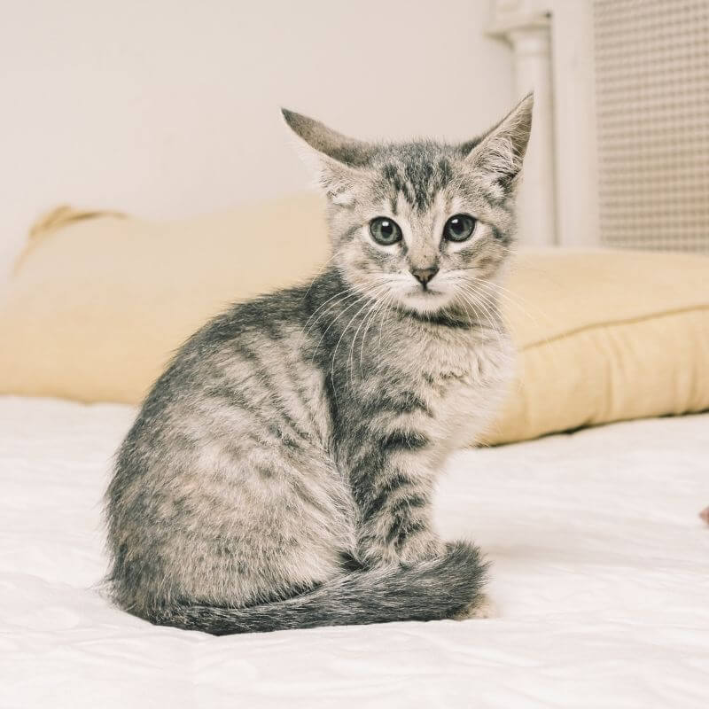 Mobile Pet Doc Fees Mobile Pet Doc