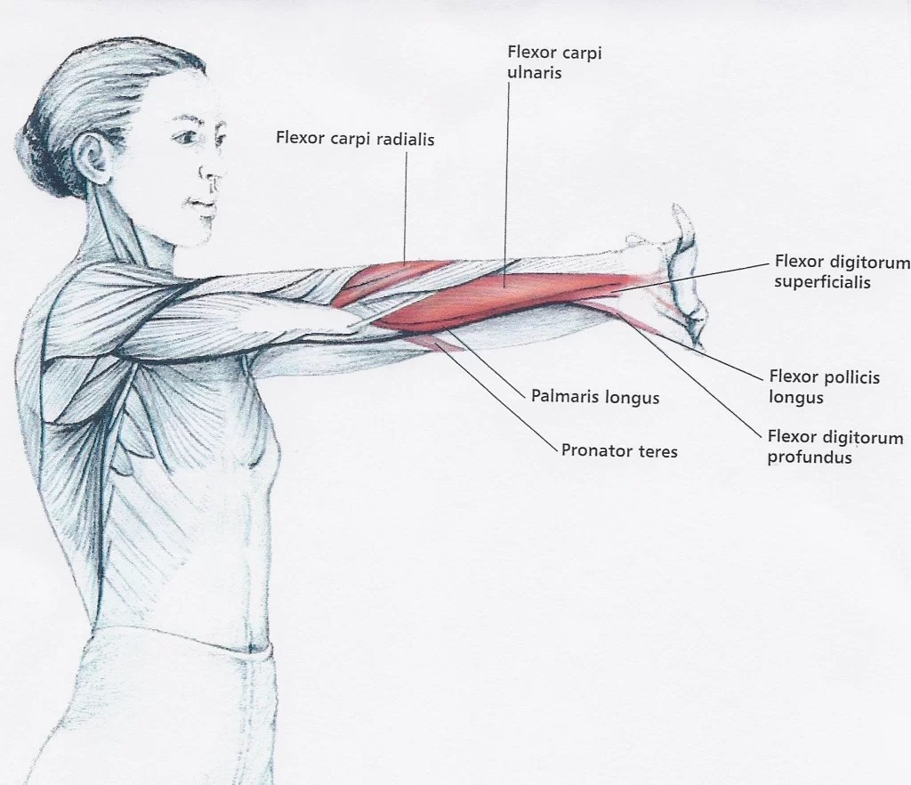 Muscles Of Forearm Anterior and Posterior Compartment