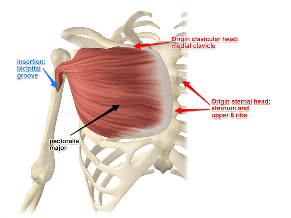 Pectoralis Major Muscle Origin, Insertion, Function, Exercise