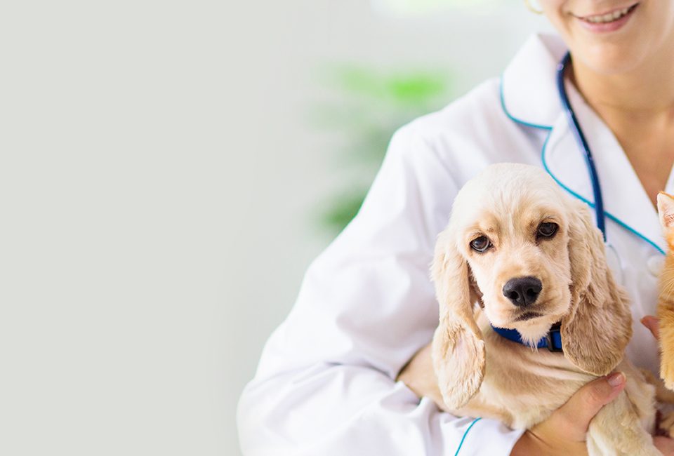 Mobile Vets Near Me Dr. Wendy Vet Care Quality Health Services