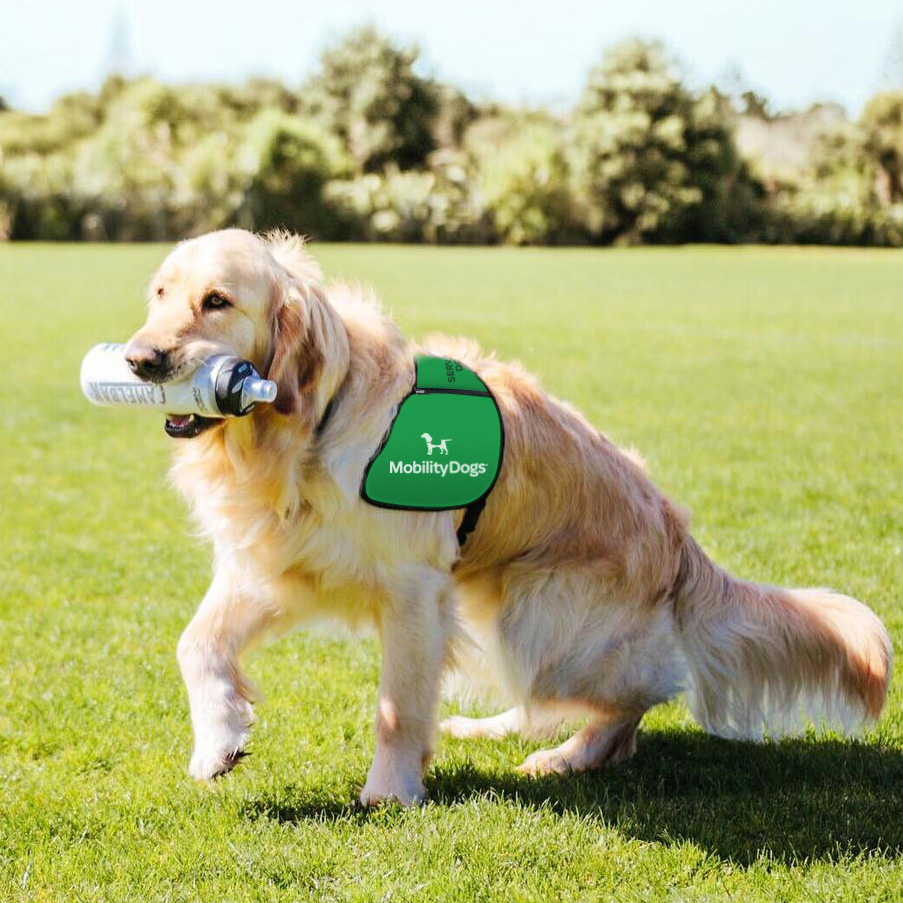 Assistance Dogs NZ Disability Assist Dogs Mobility Dogs