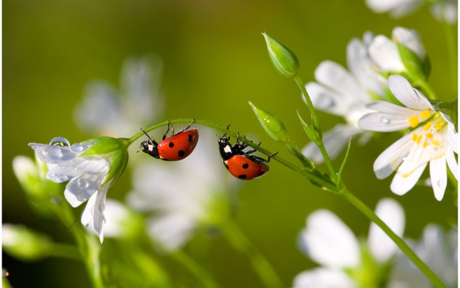Hintergrundbild für Handys Insekten, Marienkäfer, 44113 Bild kostenlos