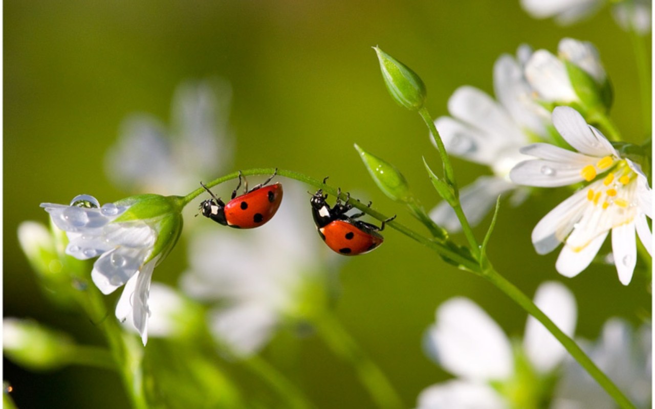 Hintergrundbild für Handys Insekten, Marienkäfer, 44113 Bild kostenlos