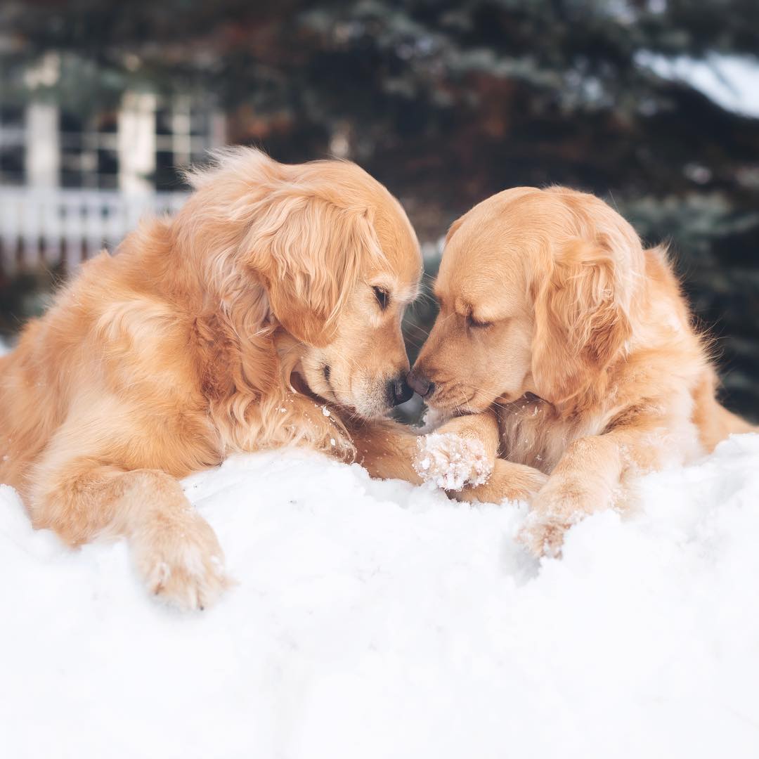 These Dogs Love to Snuggle and They Are So Adorable Together MobiSpirit