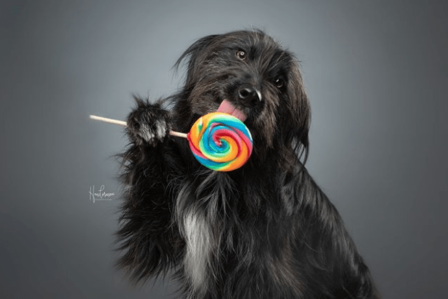 Belgian Photographer Captures Adorable Pet Portraits MobiSpirit