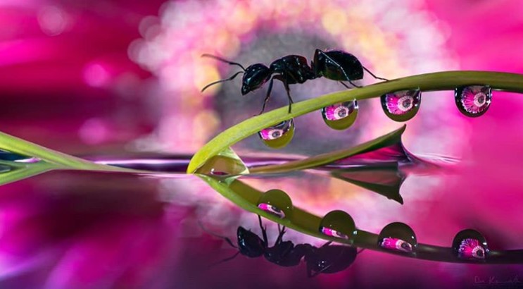 Photographer Captures The Remarkable Micro World Through His Lenses